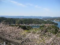 高尾山公園の桜